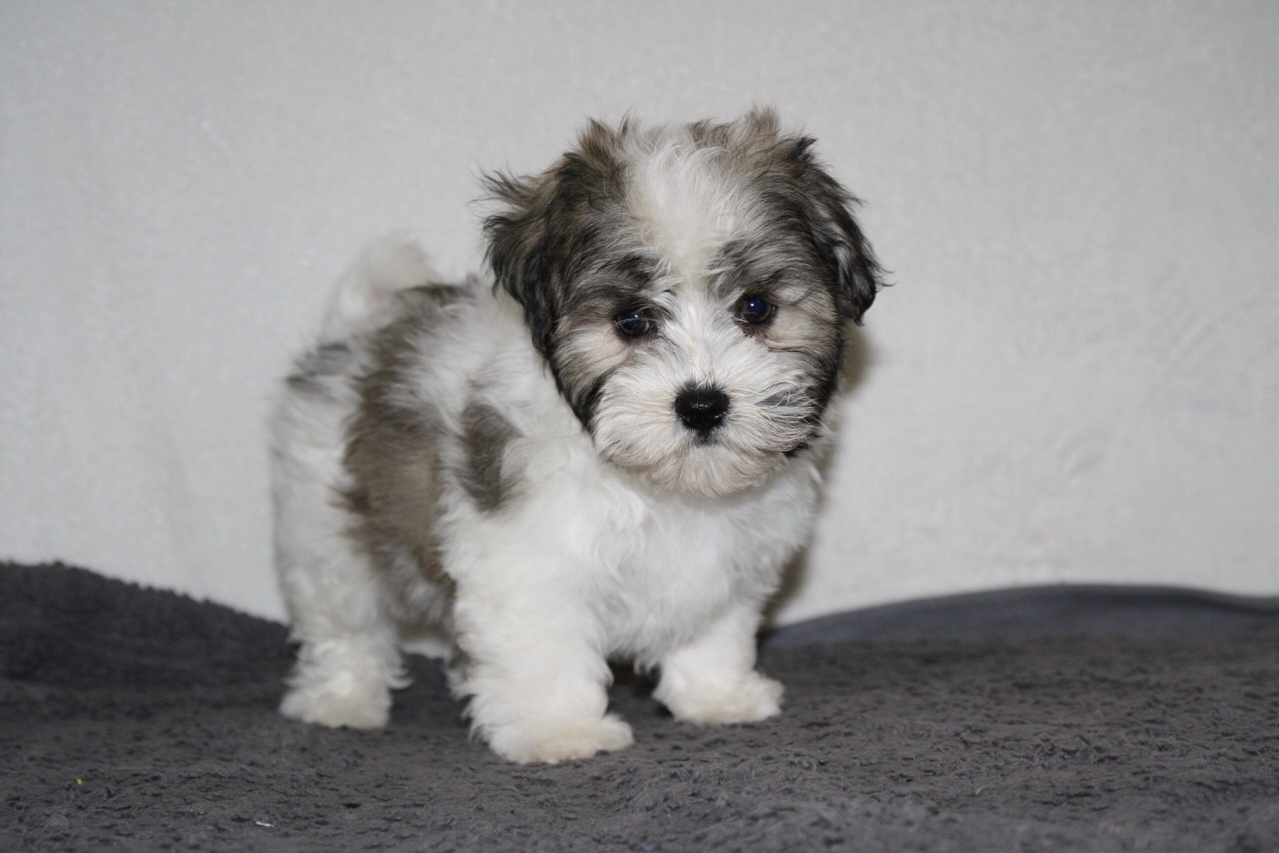 "Beau"
DOB: 5/20/2022
Breed: Havanese
Sex: Male
Availability: Ready to go home.
Price: $1000