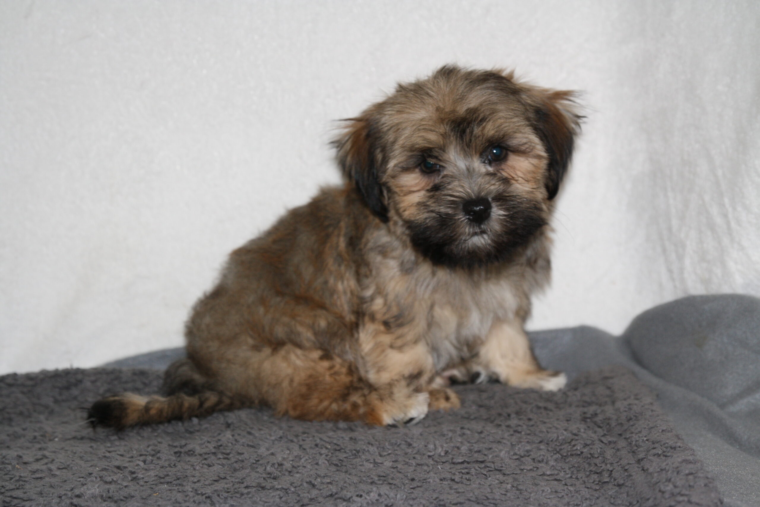 "Joey"
DOB: 5/18/2022
Breed: Havanese
Sex: Male
Availability: Ready to go home.
Price: $1000