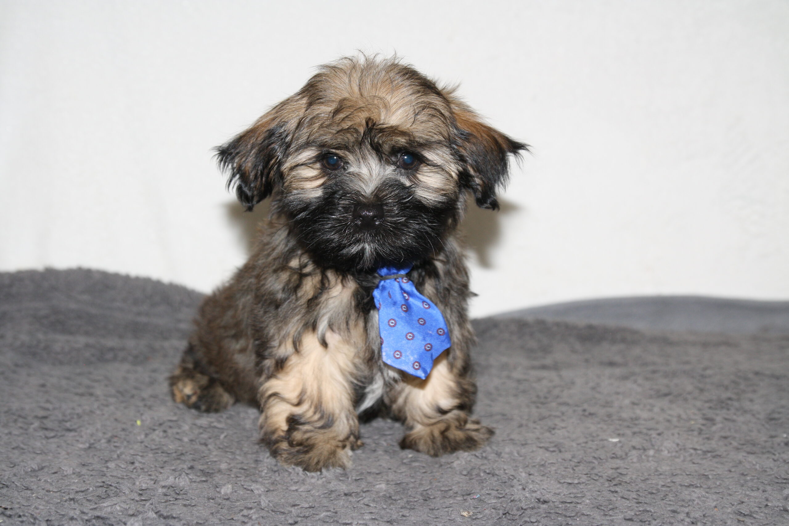 "Oliver"
DOB: 5/18/2022
Breed: Havanese
Sex: Male
Availability: Ready to go home.
Price: $1000