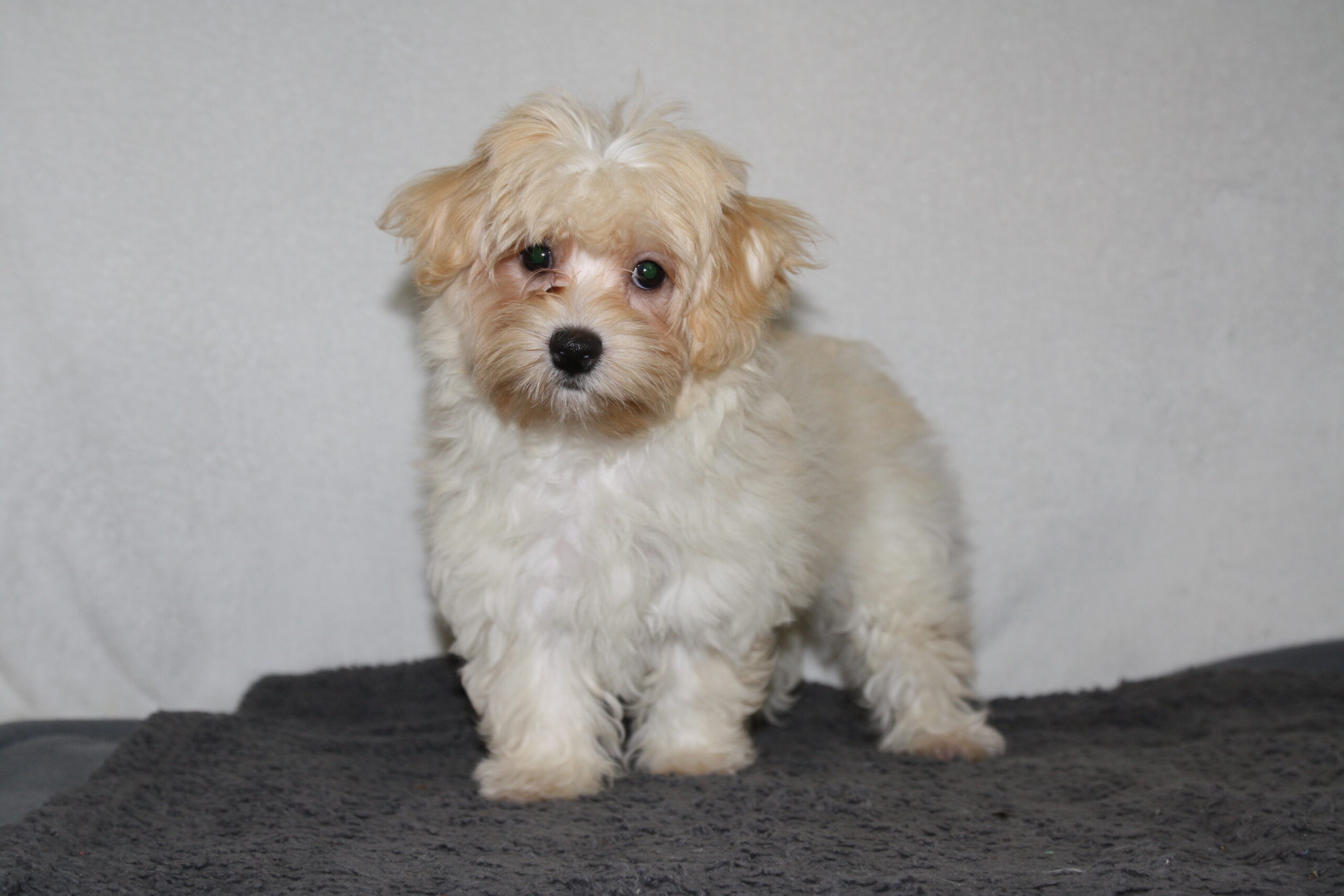 "Rosie"
DOB: 6/7/2022
Breed: Havanese
Sex: Female
Availability: Ready to go home.
Price: $1000