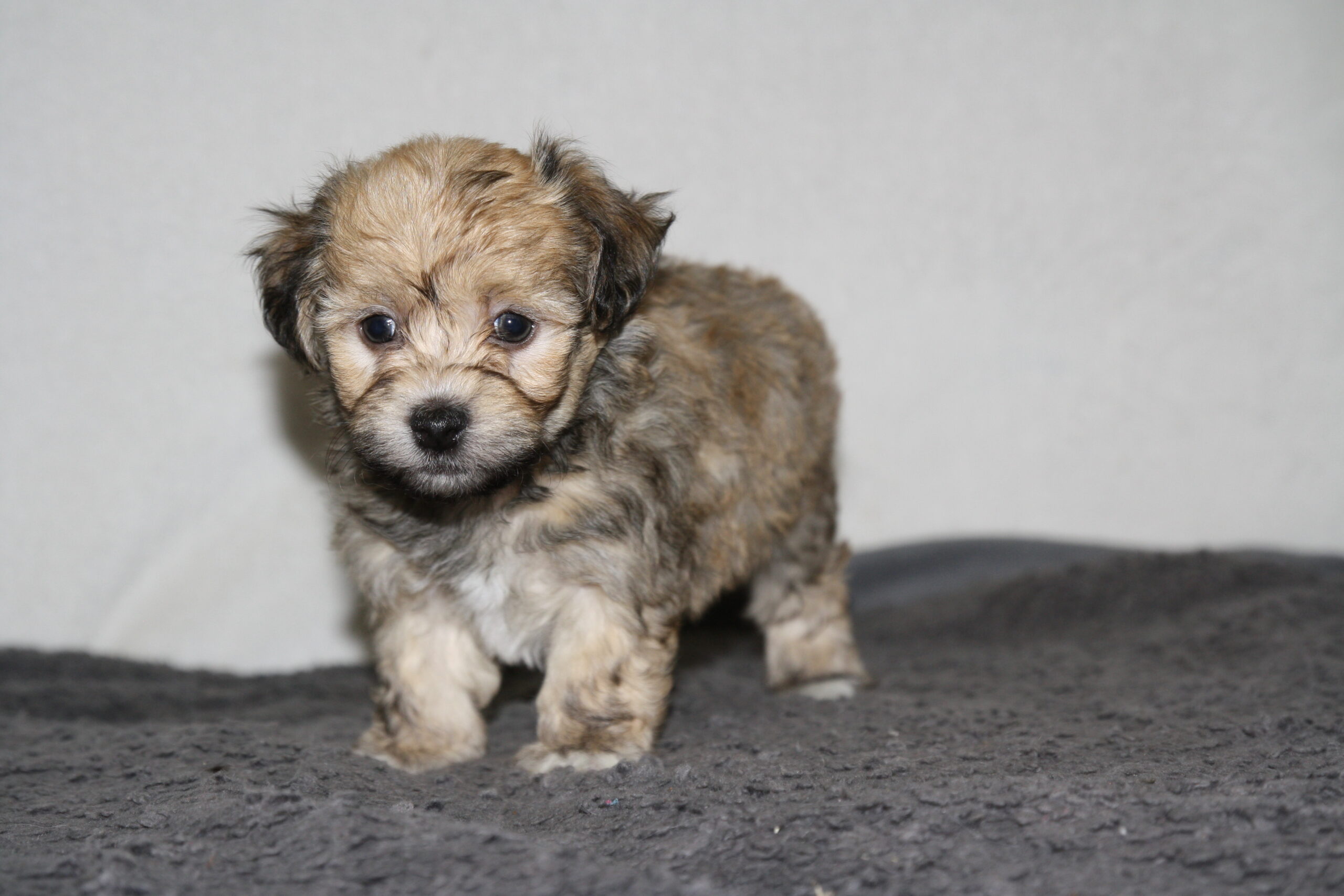"Archie"  DOB: 7/24/2022
Breed: Havanese
Sex: Male
Availability: Ready to go home.
Price: $1500