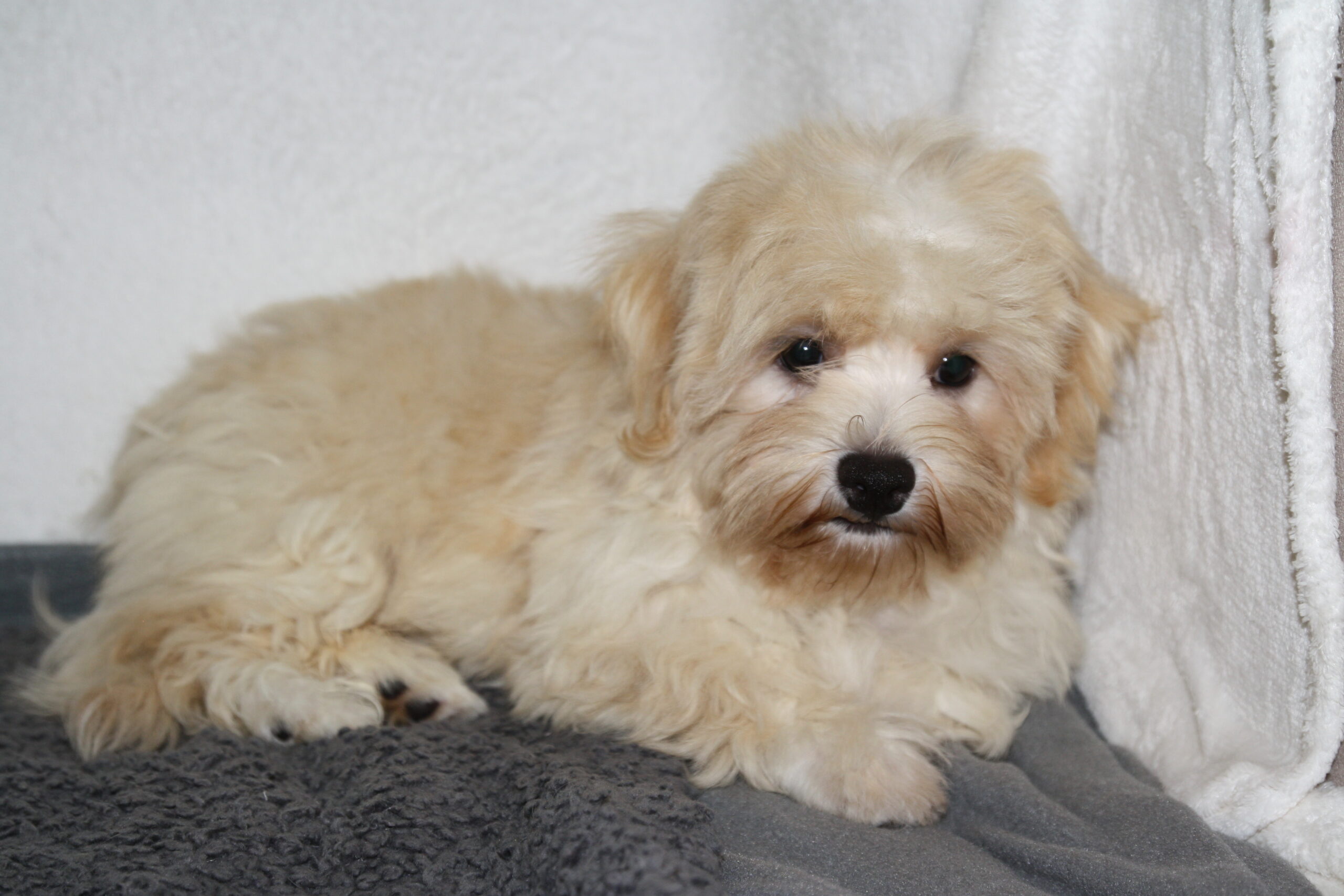 "Teddy"
DOB: 6/7/2022
Breed: Havanese
Sex: Male
Availability: Ready to go home.
Price: $800