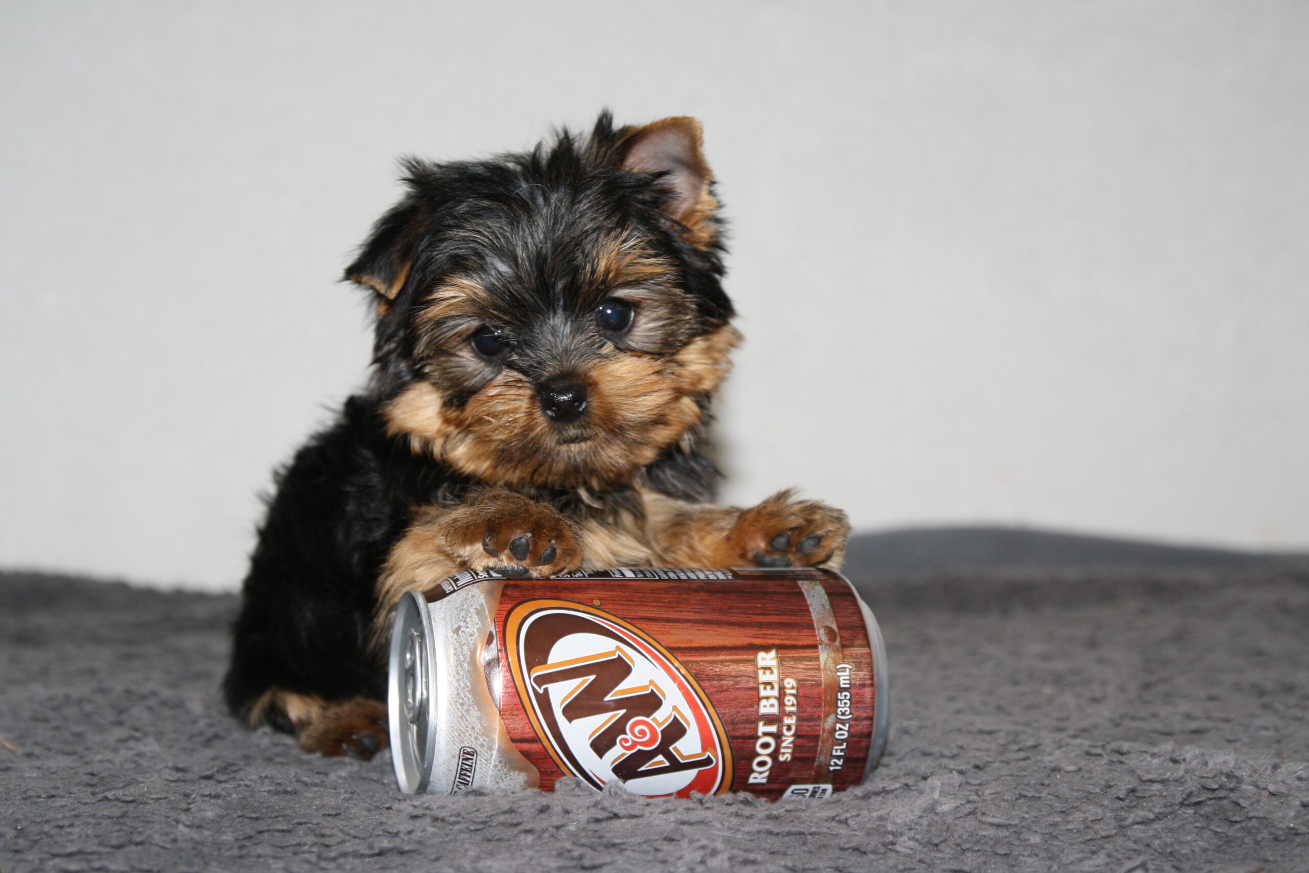 "Bentley"  DOB: 7/17/2022
Breed: Yorkshire Terrier
Sex: Male
Availability: 10/5/22
Price: $2800