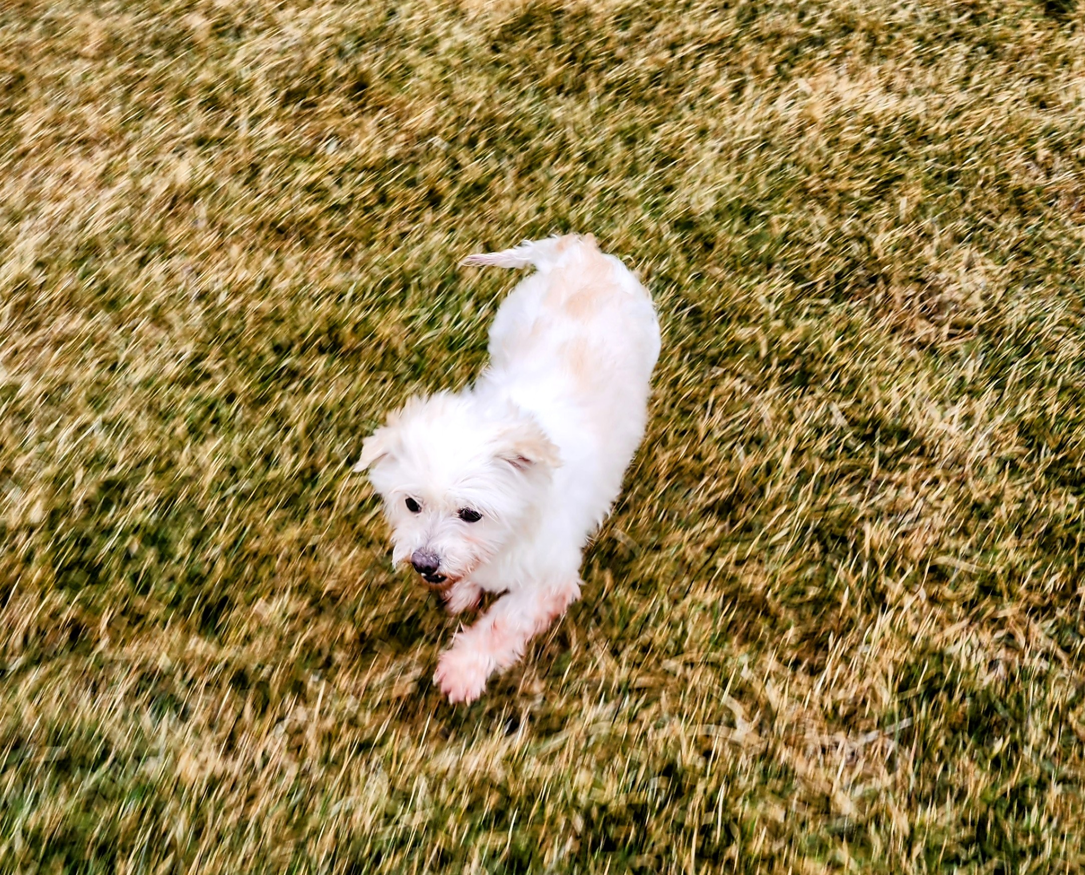 20230227_143050~2 "Tatum" DOB: 8-30-2015 Spayed and Ready for her New Family!
Adoption Fee: $500