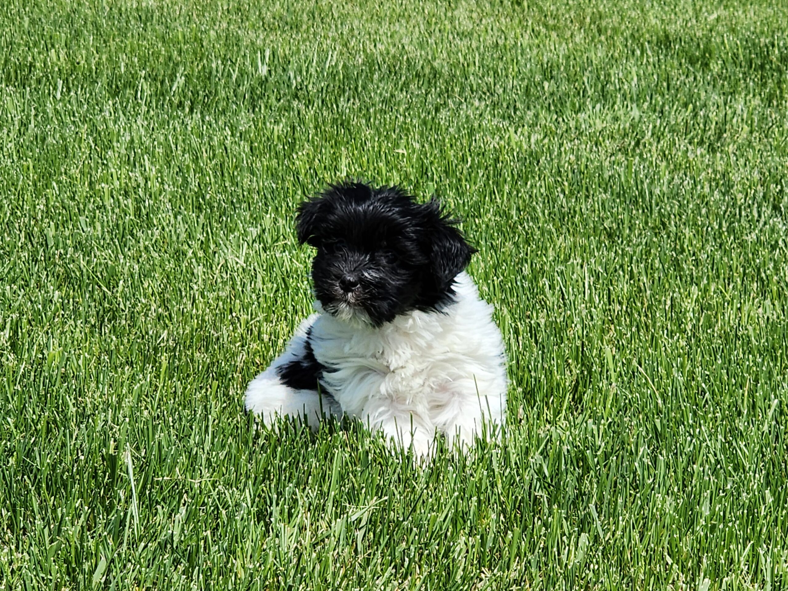 "Jerry" DOB: 3/23/23.  Breed: Havanese.  Sex: Male.  Available June 1. Price: $1500