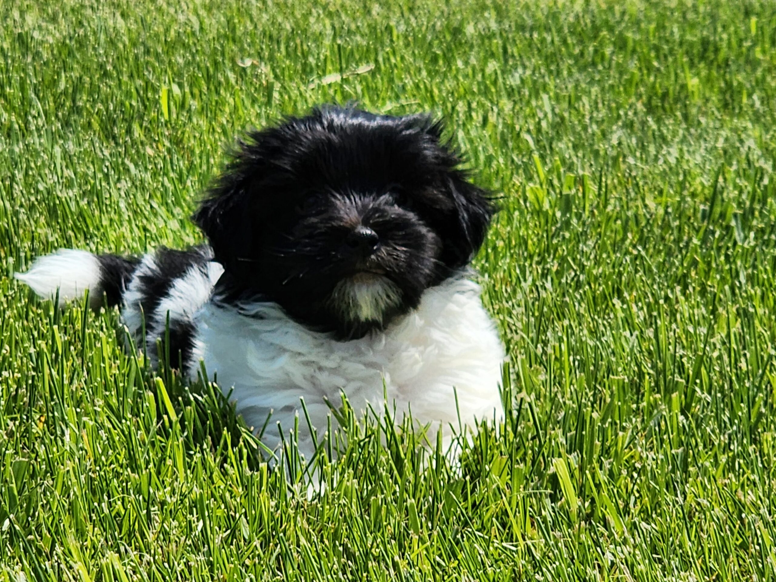 Moose "Moose" DOB: 3/23/23. Breed: Havanese. Sex: Male. Available June 1. Price: $1200.