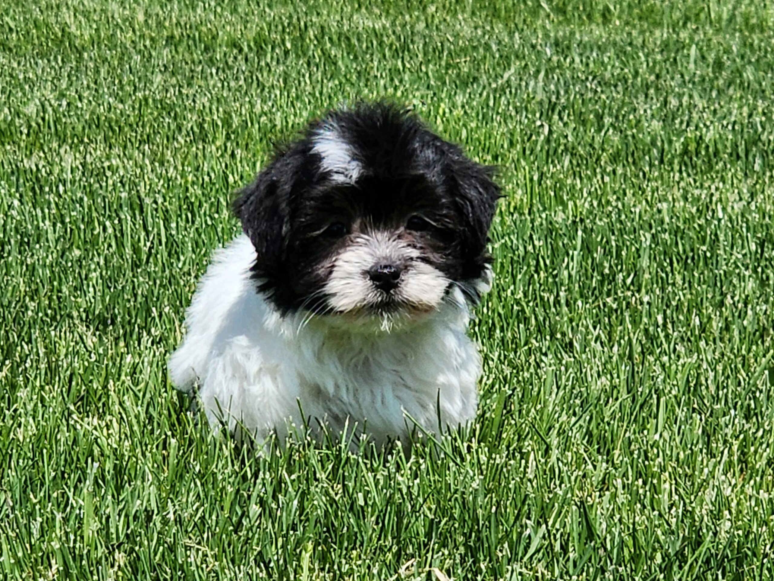 "Paris" "Paris" DOB: 3/25/23. Breed: Havanese. Sex: Female. Available June 1. Price: $1500