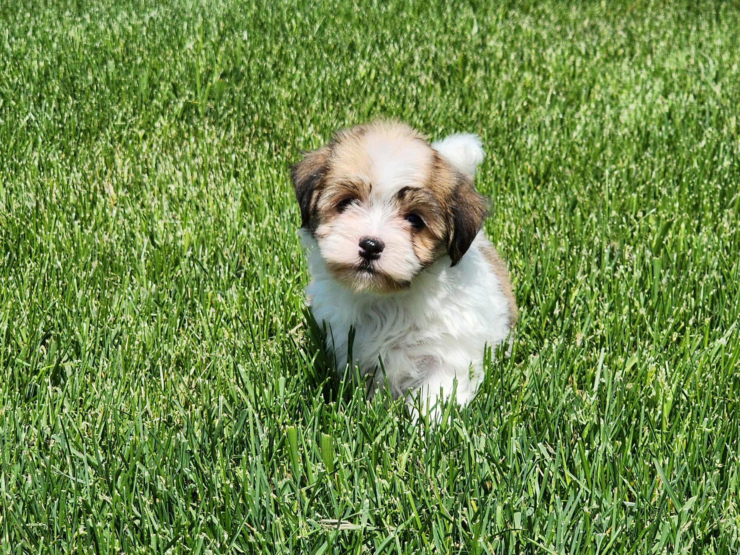 "London" DOB: 3/25/23.  Breed: Havanese. Sex: Female.  Available June 1.  Price: $1800  ON HOLD