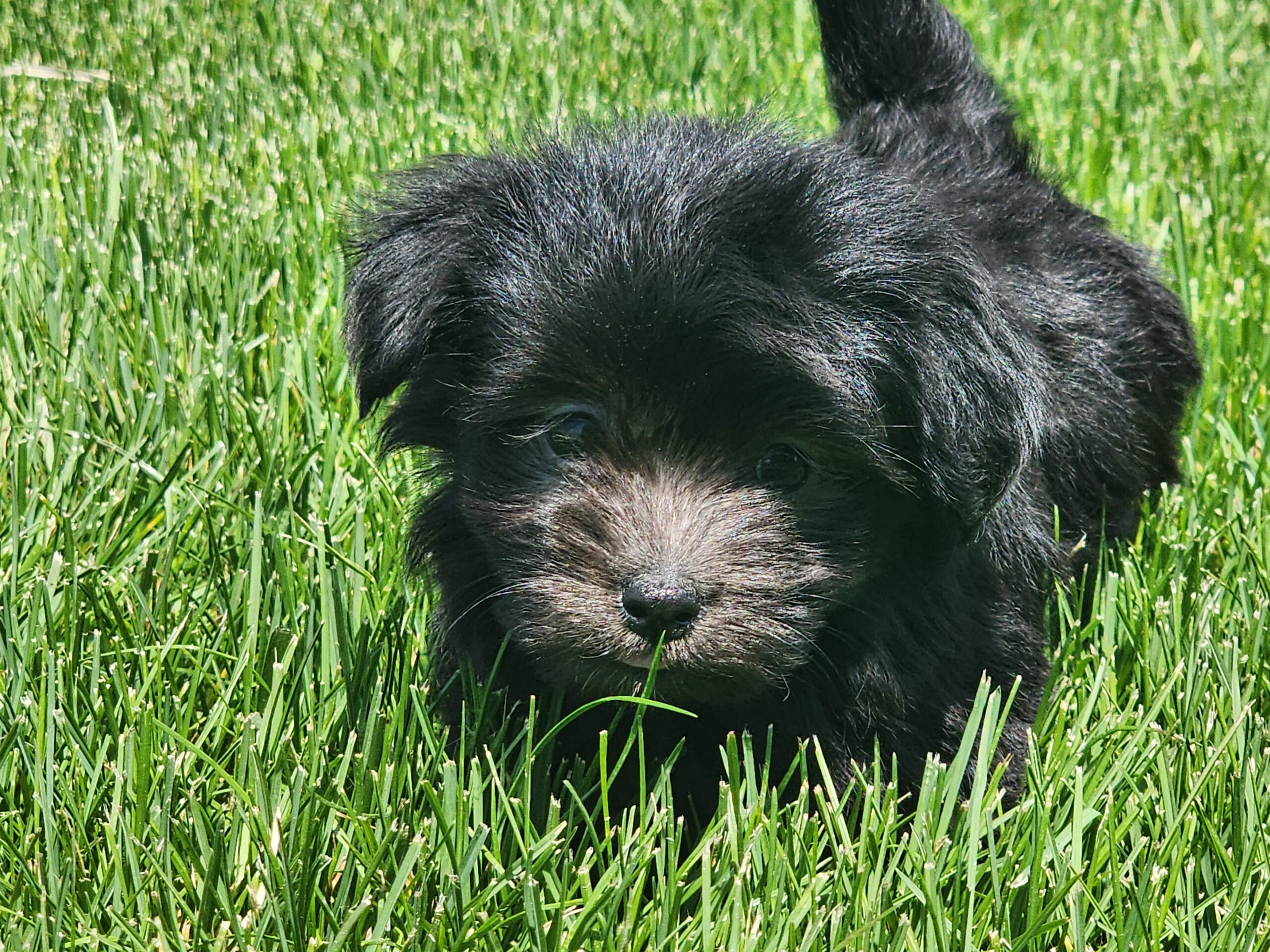 "Aspen" "Aspen" DOB: 3/25/23. Breed: Havanese. Sex" Female
Available June 1. Price: $1000 ***Sale Pending