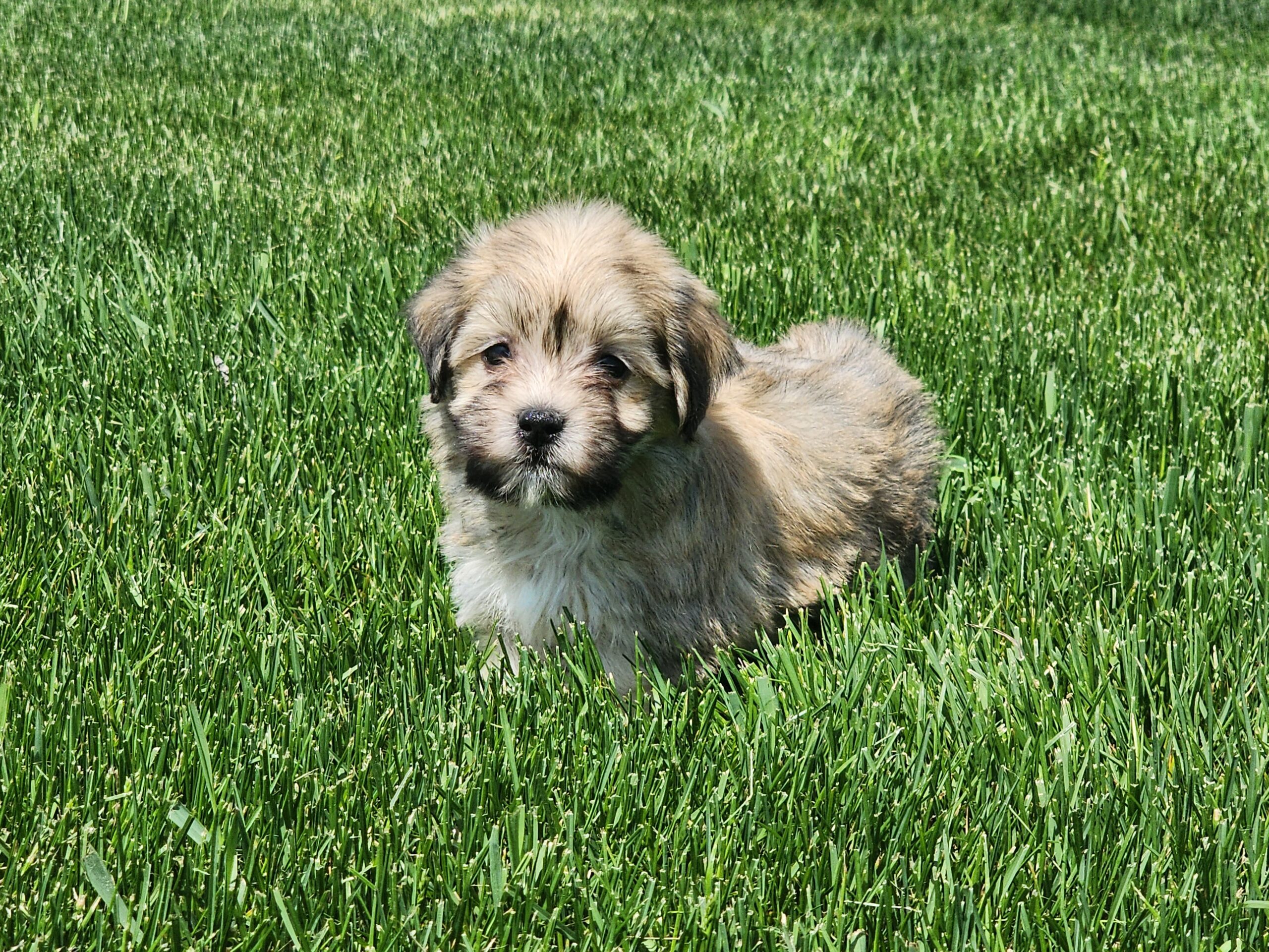"Catalina"  DOB 3/25/23.  Breed Havanese.  Sex: Female.  Available June 1.  Price: $1500  ***Sale Pending