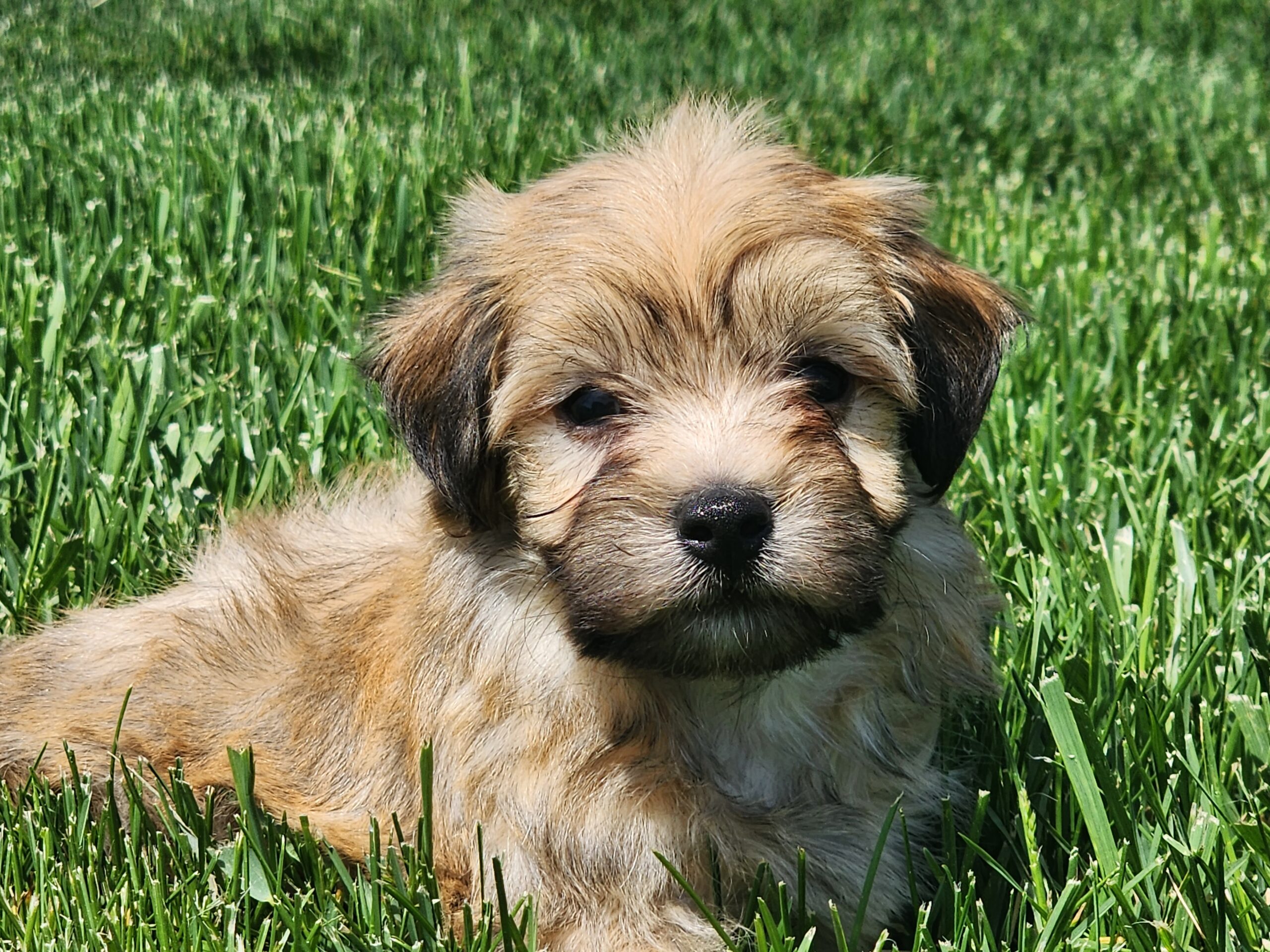 "Marley" DOB: 3/25/23.  Breed: Havanese.  Sex: Male.  Available June 1.  Price: $1500  ***Sale Pending