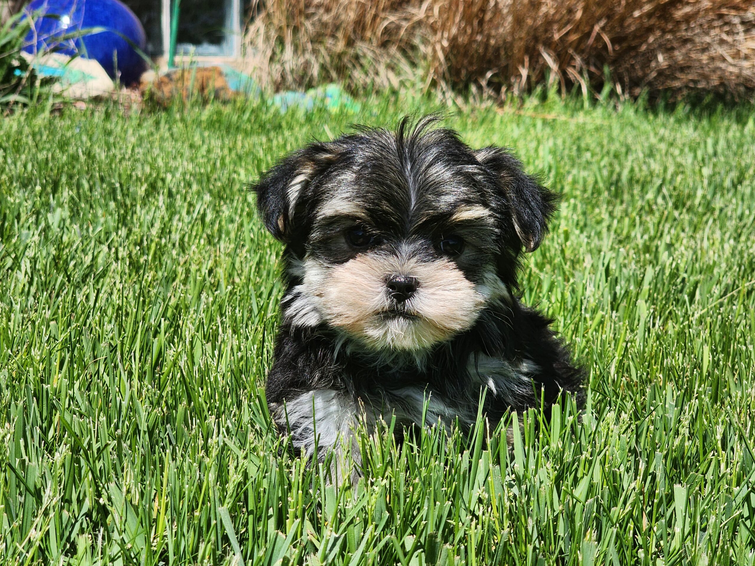 "Lexi" DOB: 3/28/2023. Sex: Female. Breed: Morkie Available June 1, 2023. Price: $2500
