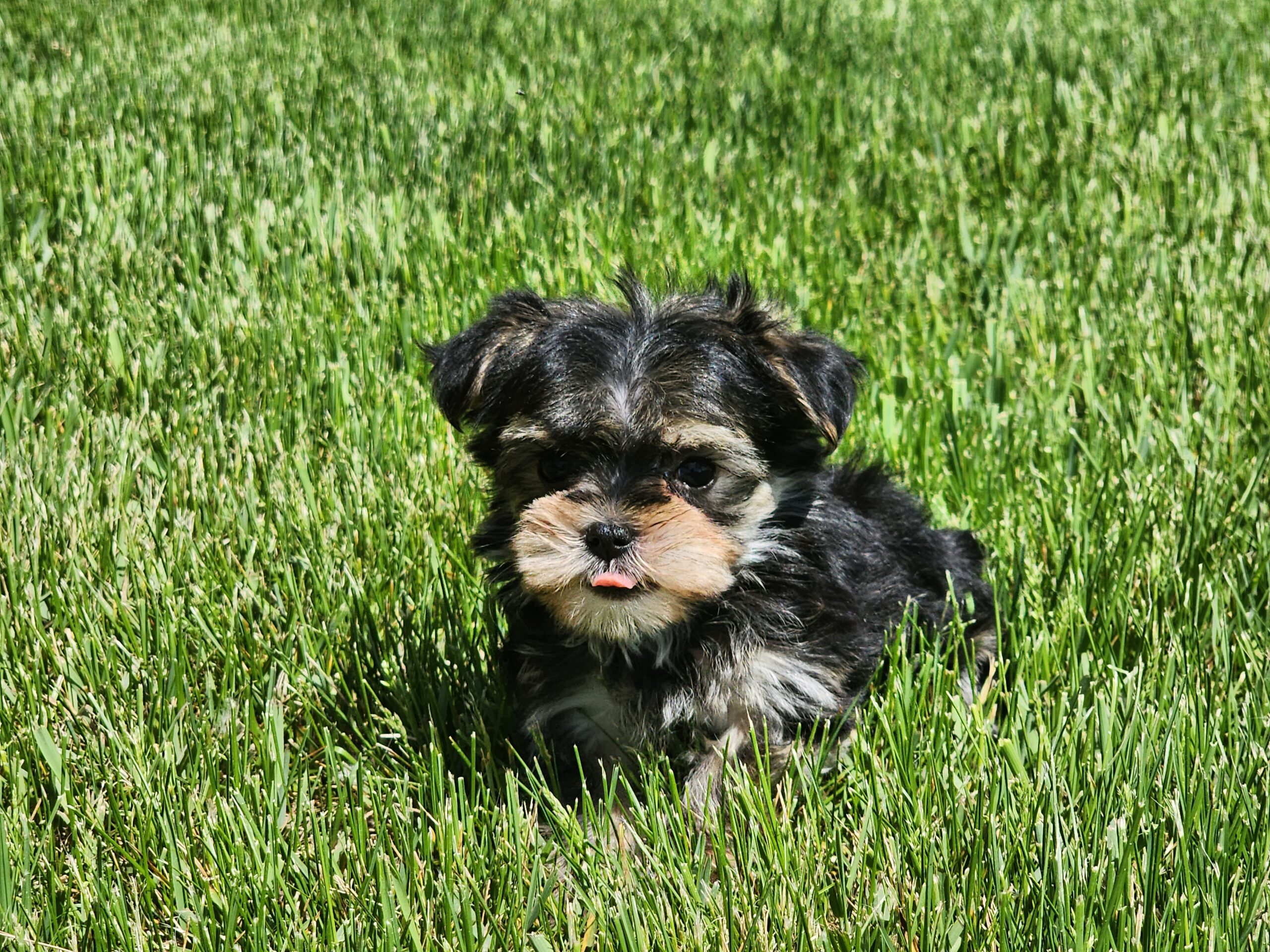 "Romey" DOB: 3/28/2023. Sex: Male. Breed: Morkie Available June 1, 2023. Price: $1800