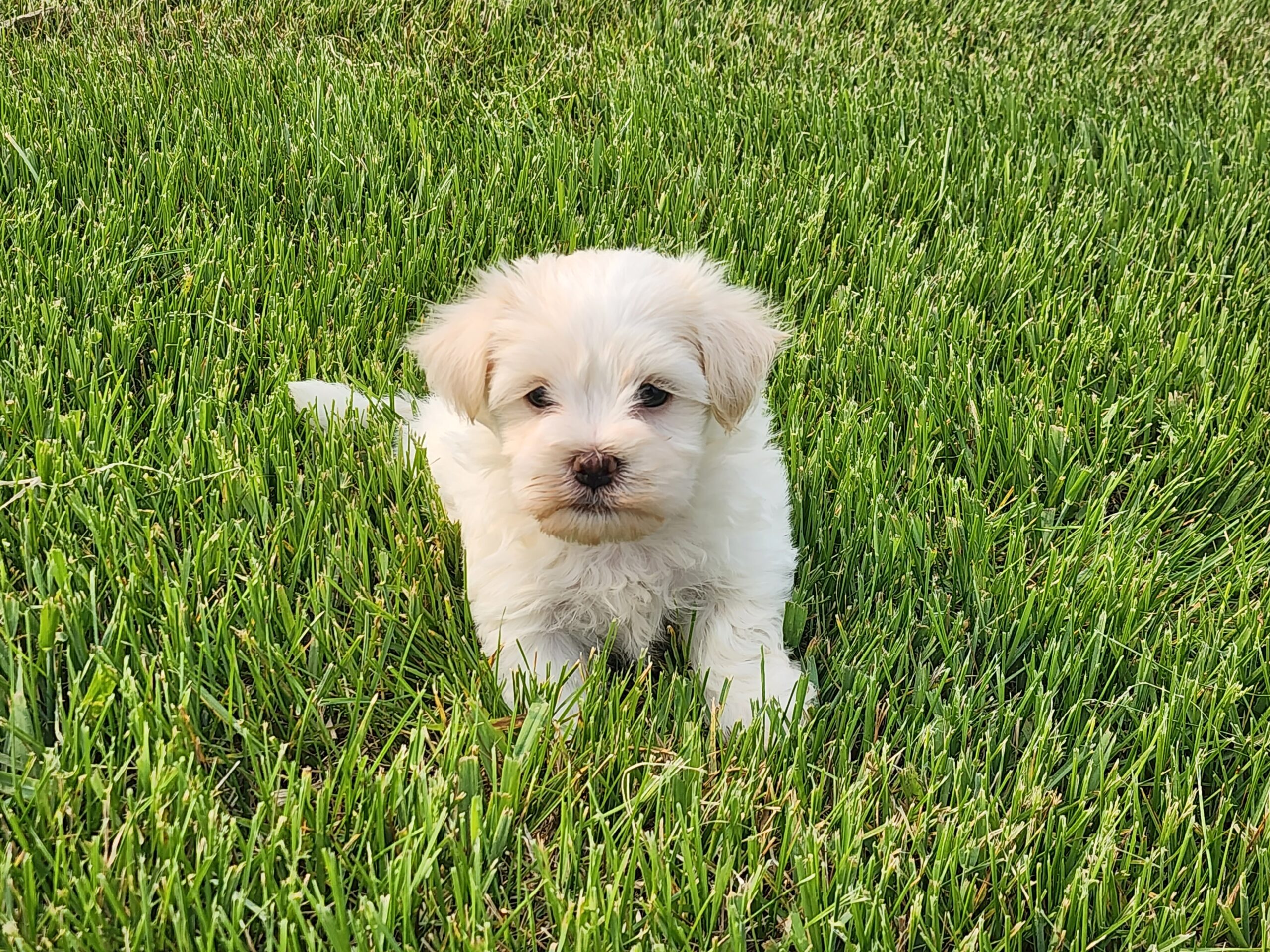 "Henry" DOB: 4/3/23. Breed: Havanese. Sex: Male. Available June 1. Price: $800.  
*He has a slight underbite.