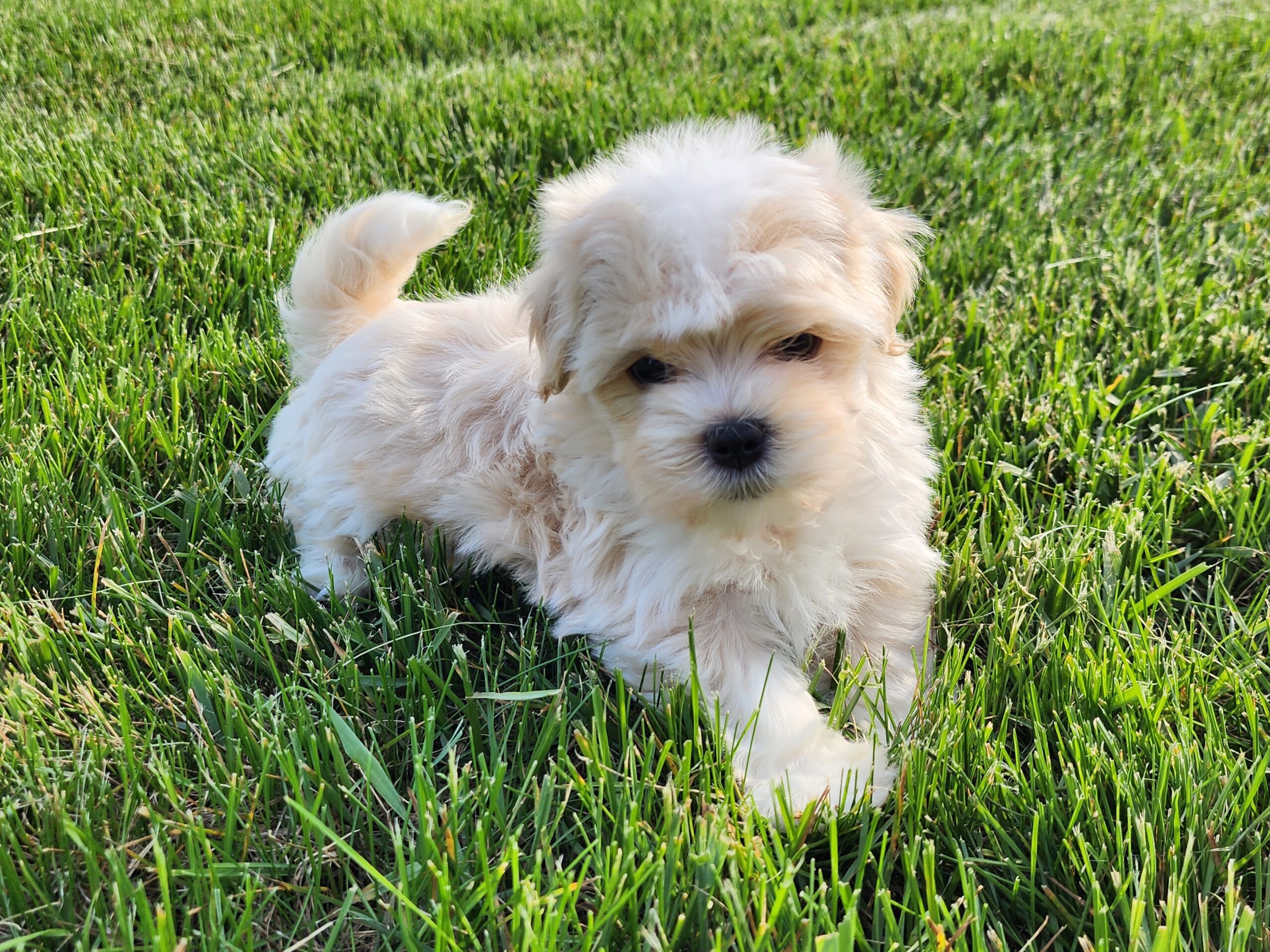 "Oakley" DOB: 4/4/2023. Sex: Male. Breed: Havanese. Available June 1, 2023. Price: $1500