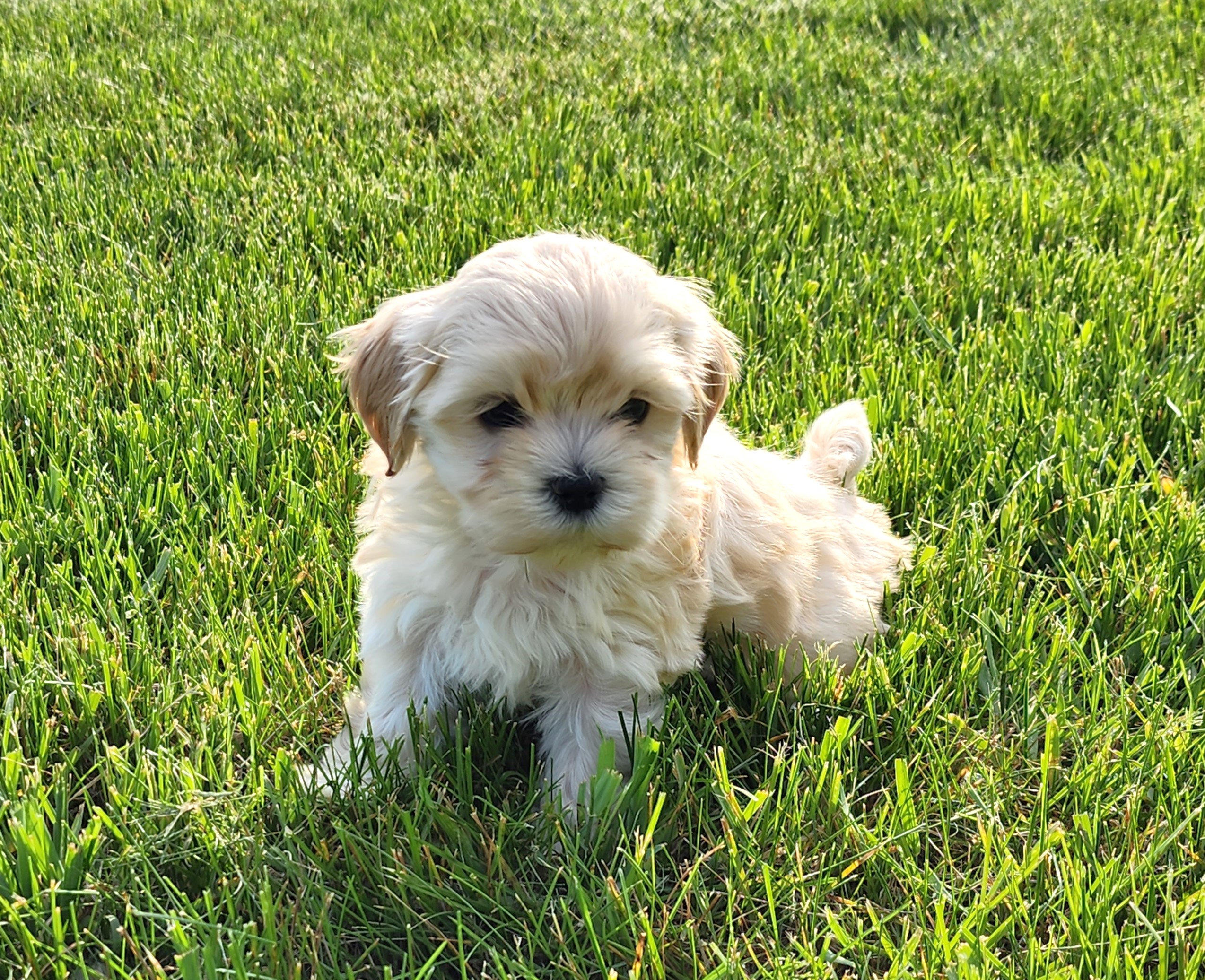 "Orchid" DOB: 4/4/2023. Sex: Female. Breed: Havanese. Available June 1, 2023. Price: $1800