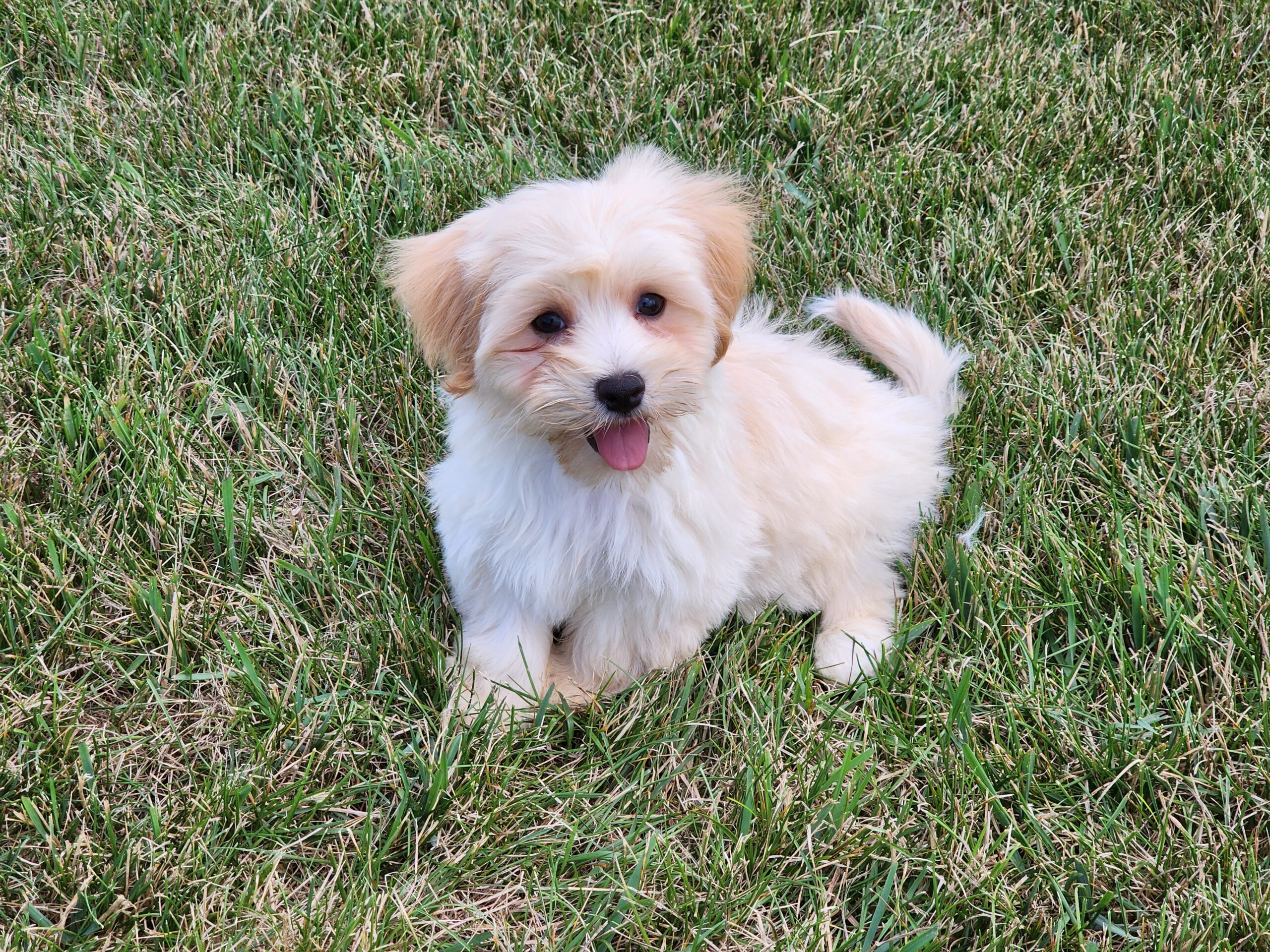 "Jack" DOB: 5/6/23. Breed: Havanese. Sex: Male. Available July 6th. Price: $1000.