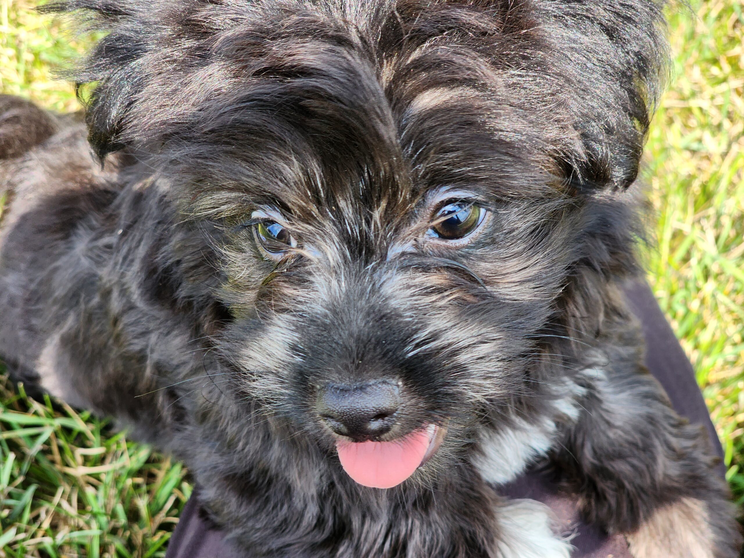 "Lonnie" DOB: 5/21/2023. Breed: Havanese. Sex: Male. Available Now. Price: $800.