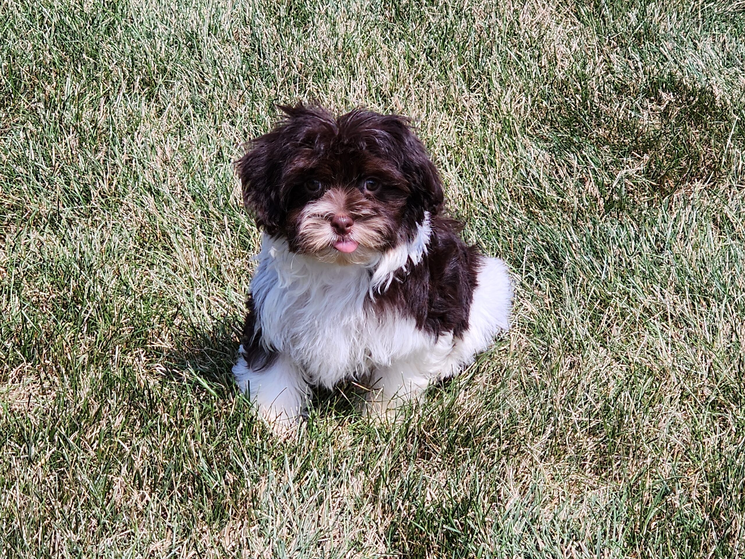 "Callie" DOB: 5/30/2023. Breed: Havanese. Sex: Female. Available Now. Color: Cholocate and White. Price: $1000.  ***She has a slight underbite.