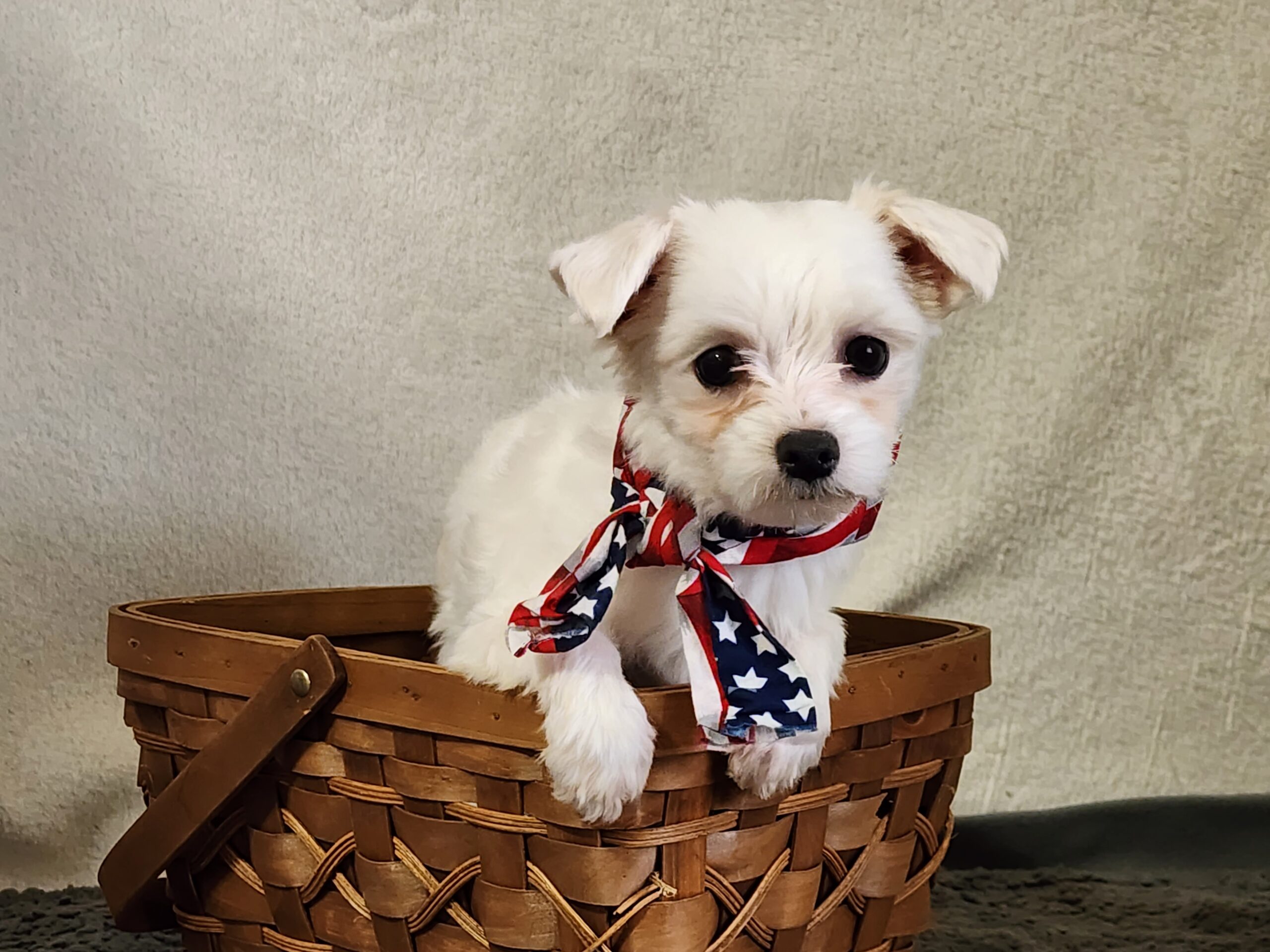Louie.  DOB 6/23/2022.  Male Maltese, Neutered.  Available Now!  Price: $500.  NOW: $300