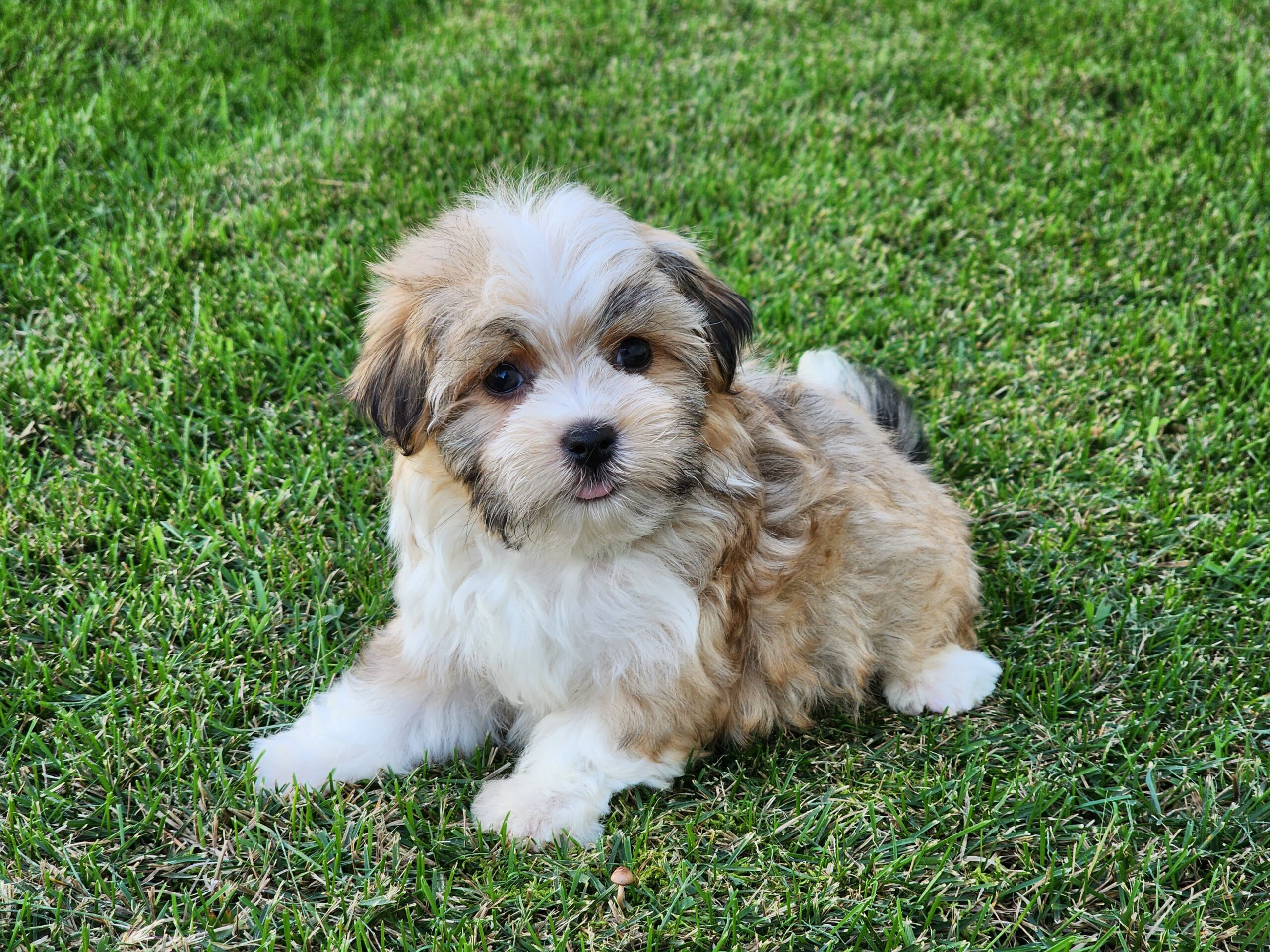 "Ms. Josie" DOB: 7/29/23. Breed: Havanese. Sex: Feale. Available Now. Price: $2500