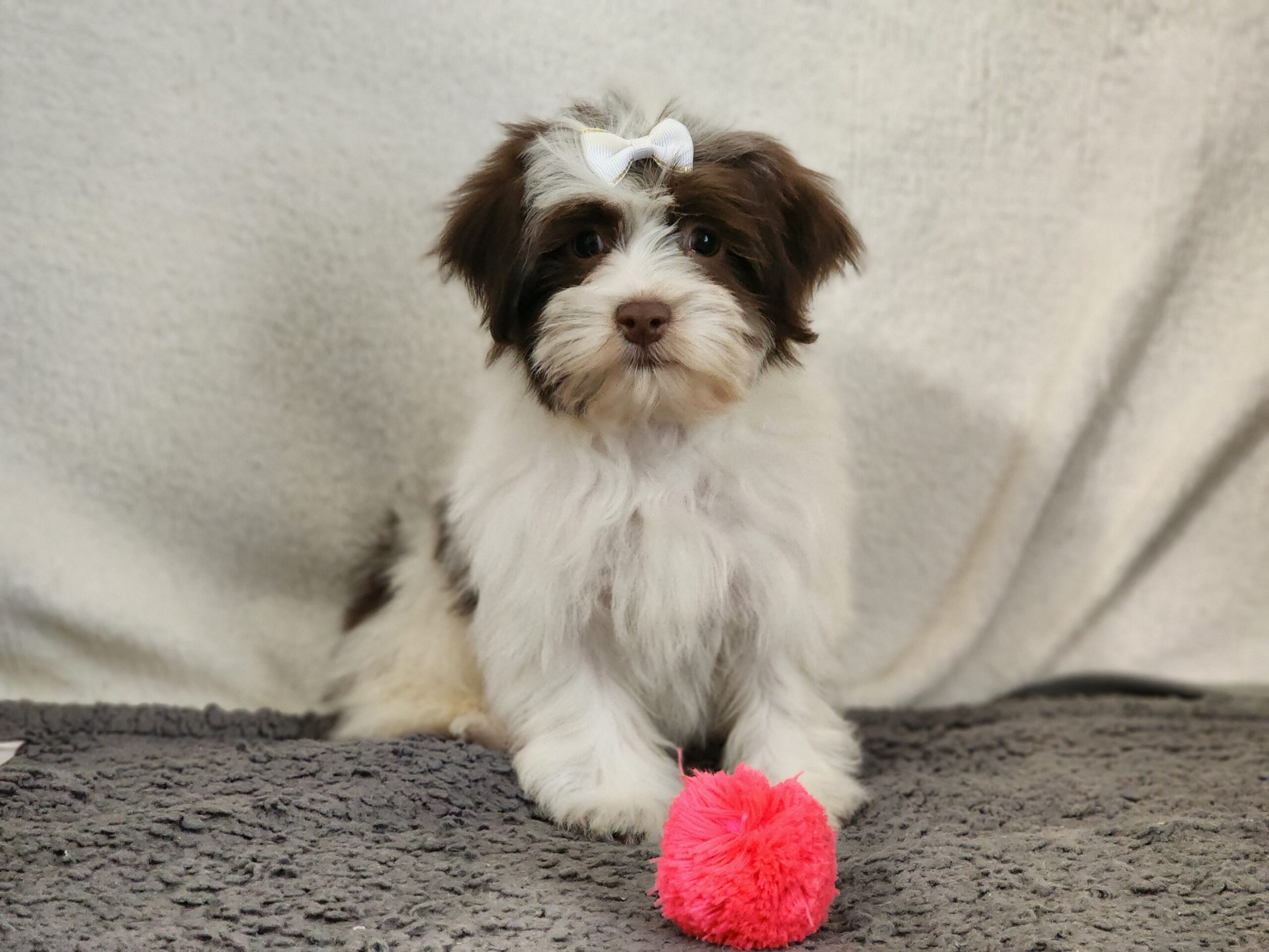"Maple" DOB: 8/3/23. Breed: Havanese. Sex: Male. Available Now. Price: $2000  ***Sale Price: $1800