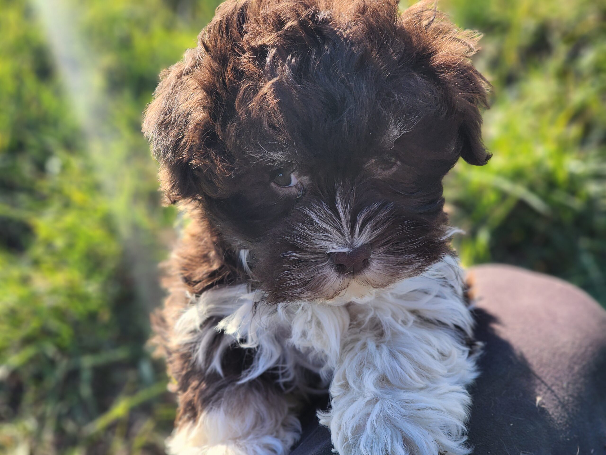 "Ms. Mazie" DOB: 9/11/23. Breed: Havanese. Color: Chocolate and White. Sex: Female. Available Now. Price: $1800