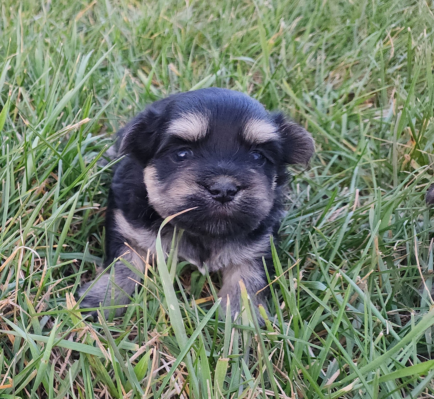 "Stella" DOB: 10/26/23. Breed: Havanese. Color: Black and Tan. Sex: Female. Available December 22, 2023. Price: $1800