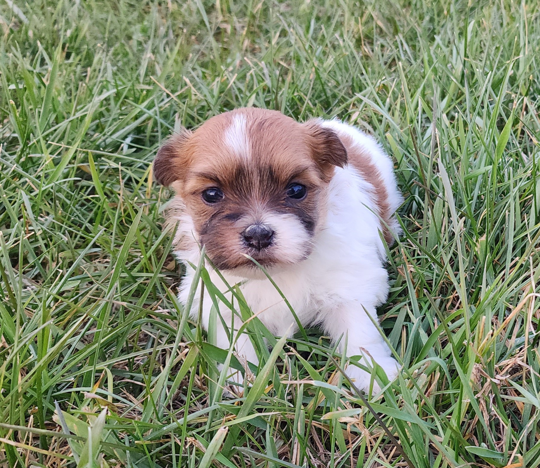 "Nelly" DOB: 10/26/23. Breed: Havanese. Color: Red and White Parti. Sex: Female. Available December 22, 2023. Price: $2000