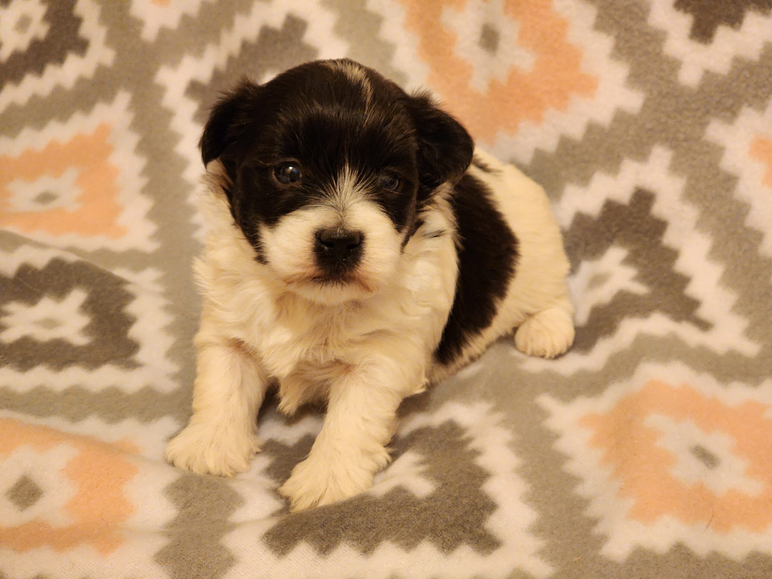 "Georgie" DOB: 10/26/23. Breed: Havanese. Color: Black and White Parti. Sex: Male. Available December 22, 2023. Price: $1500